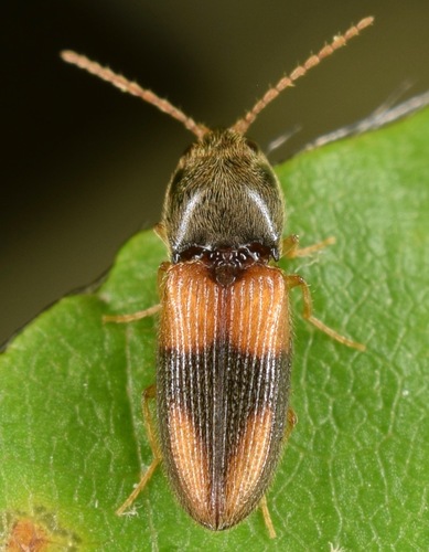 Horistonotus curiatus
