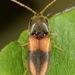Horistonotus curiatus - Photo (c) skitterbug, some rights reserved (CC BY), uploaded by skitterbug