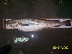 Merluccius merluccius