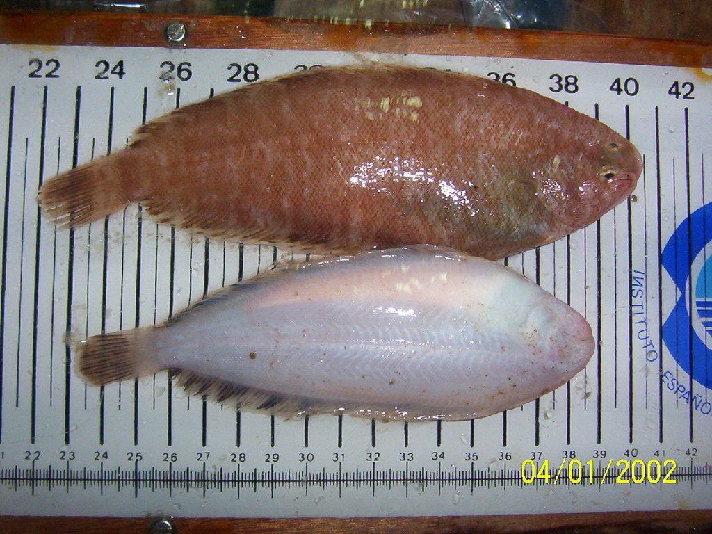 Thickback Sole