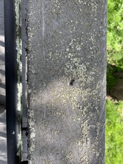 Bibio femoratus