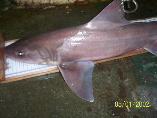 Starry smooth-hound (Mustelus asterias) — Triakidae — 2