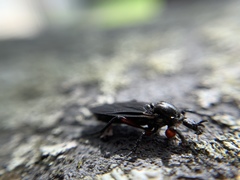 Bibio femoratus
