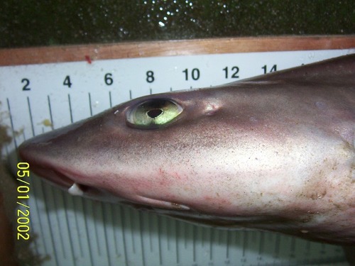 Starry smooth-hound (Mustelus asterias) — Triakidae — 3