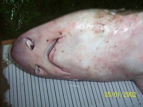 Starry smooth-hound (Mustelus asterias) — Triakidae — 4