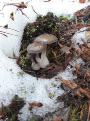 Mycena overholtsii