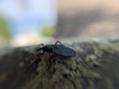 Bibio femoratus
