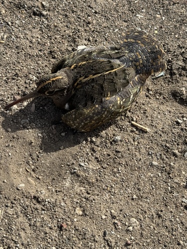 Greater Painted-Snipe