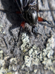 Bibio femoratus