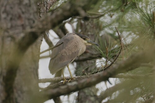 Black-crowned Night Heron photographed in Mississippi