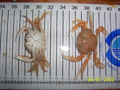 Polybius henslowii