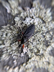 Bibio femoratus