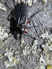 Bibio femoratus