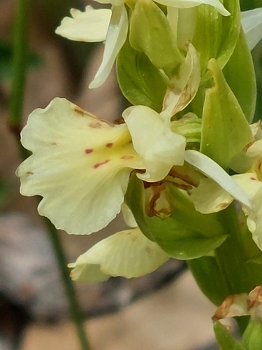 Image of Dactylorhiza insularis by (c) Diego Rodríguez Hernández, some rights reserved (CC BY)