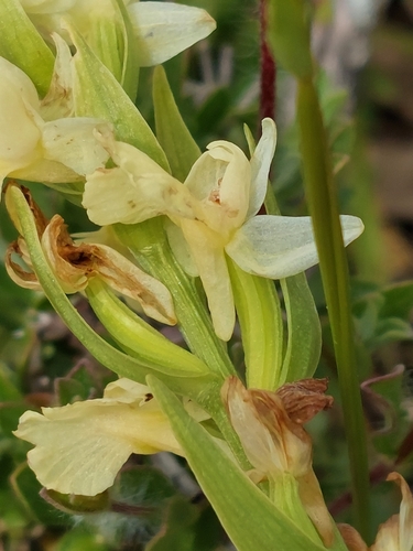 Image of Dactylorhiza insularis by (c) Diego Rodríguez Hernández, some rights reserved (CC BY)