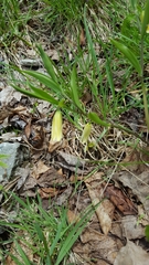 Uvularia puberula