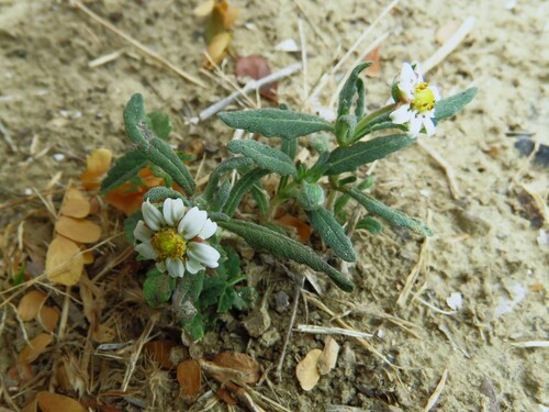 Image of Melampodium cinereum by (c) Annika Lindqvist, some rights reserved (CC BY)