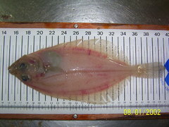 Megrim photo 4