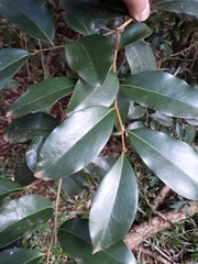 Cinnamodendron dinisii