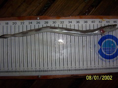 Blue Ling photo 4