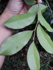 Cinnamodendron dinisii