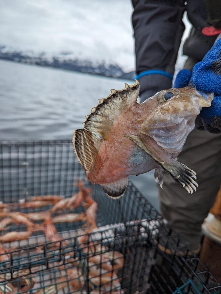 darkfin sculpin