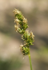 Carex muehlenbergii