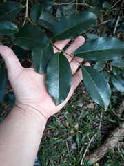 Cinnamodendron dinisii