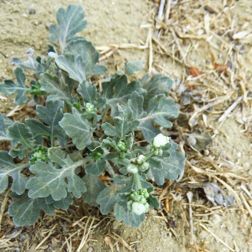 Image of Parthenium confertum by (c) Annika Lindqvist, some rights reserved (CC BY)