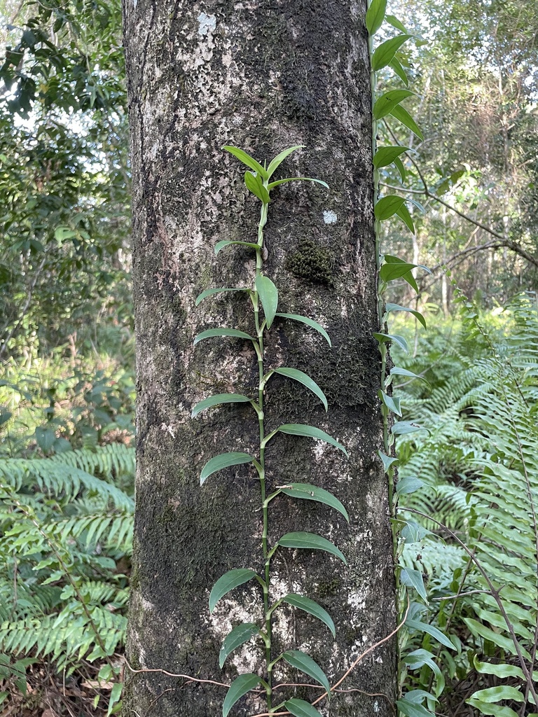 Monstera adansonii leaf holes detail