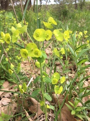 Euphorbia amygdaloides
