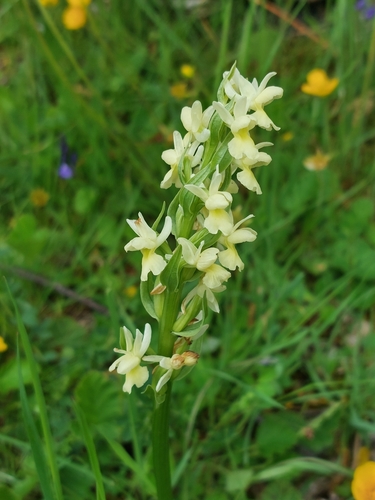 Image of Dactylorhiza romana by (c) Diego Rodríguez Hernández, some rights reserved (CC BY)