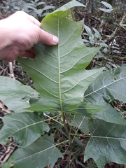 Vasconcellea quercifolia