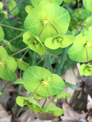 Euphorbia amygdaloides