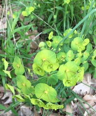 Euphorbia amygdaloides