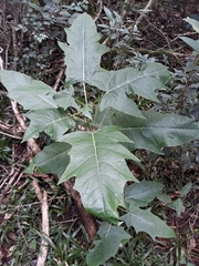 Vasconcellea quercifolia