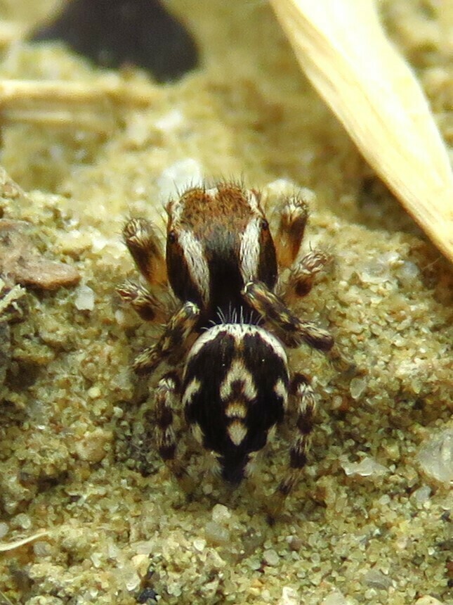 Habronattus mataxus