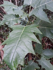 Vasconcellea quercifolia