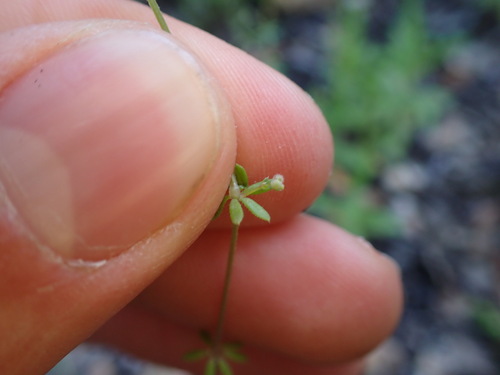 Image of Galium parisiense by (c) Franck Cabot, some rights reserved (CC BY)