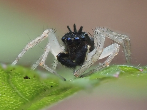 Dimorphic jumping spider
