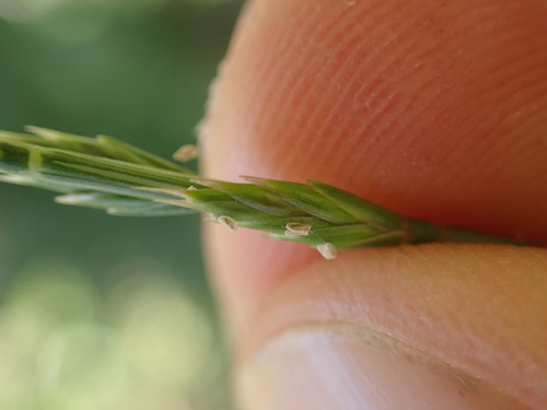 Image of Festuca lachenalii by (c) Franck Cabot, some rights reserved (CC BY)
