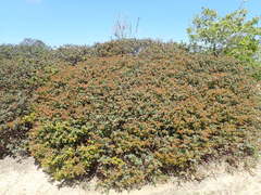 Arctostaphylos pajaroensis