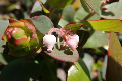 Arctostaphylos pajaroensis