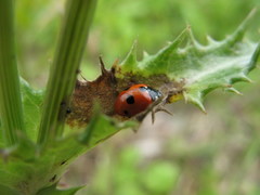 Coccinella quinquepunctata