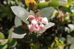 Arctostaphylos pajaroensis