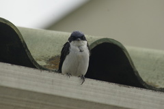 Pygochelidon cyanoleuca