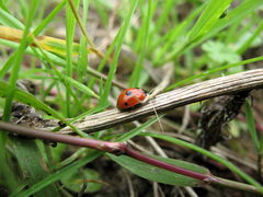 Coccinella quinquepunctata