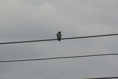 Pygochelidon cyanoleuca