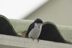 Pygochelidon cyanoleuca