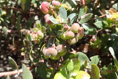 Arctostaphylos pajaroensis